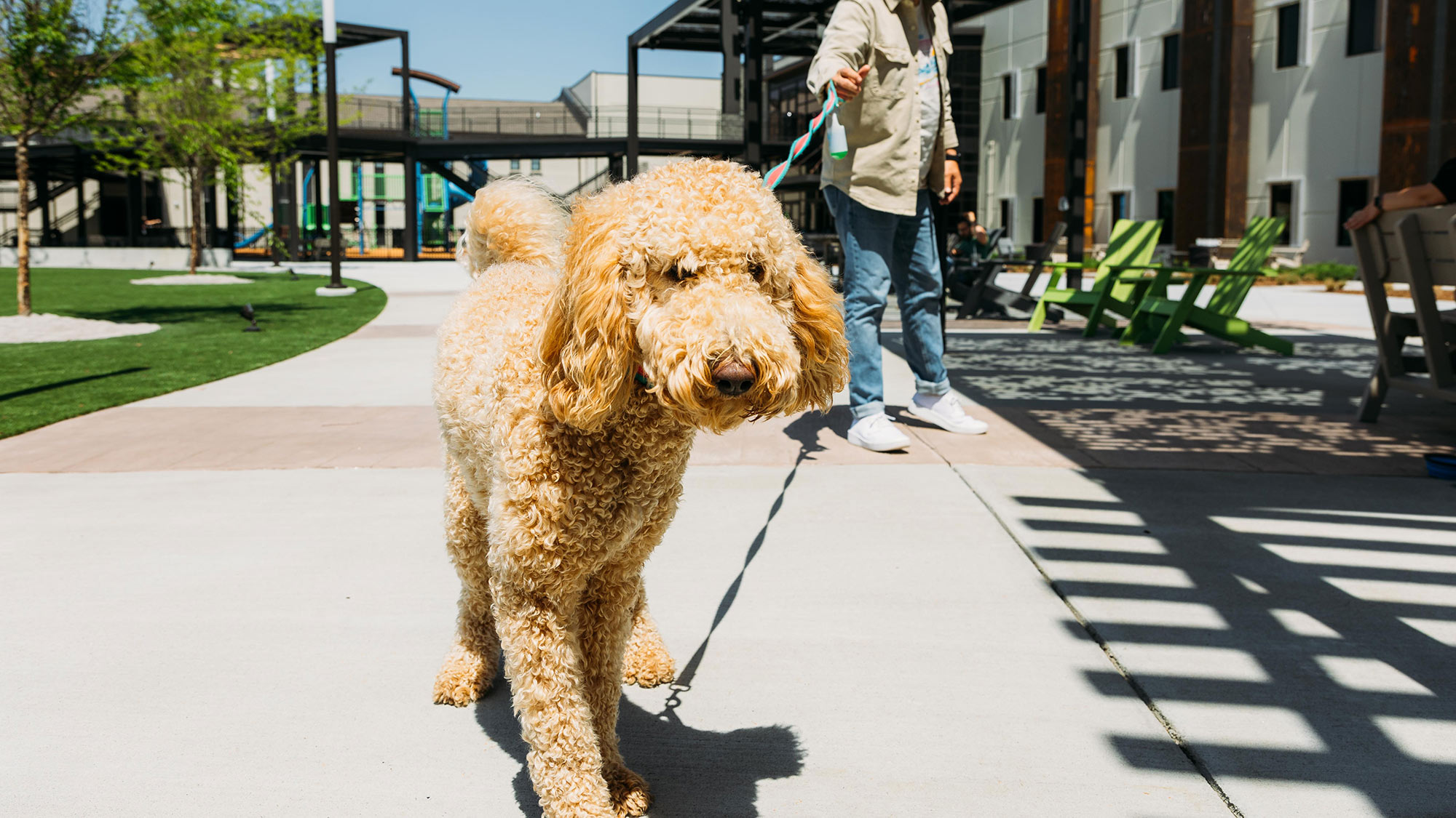 A pet enjoying Legacy Park